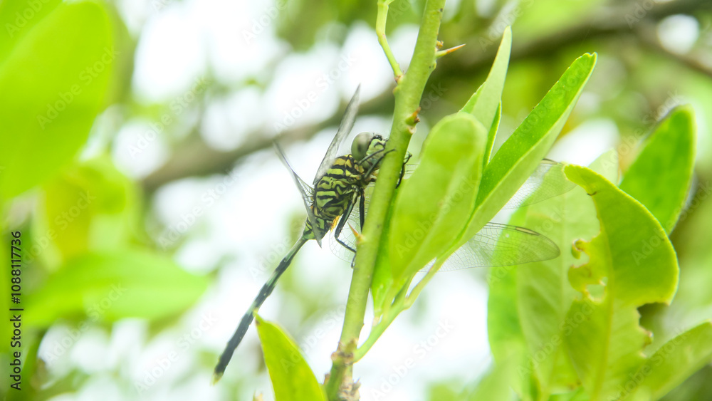 Orthetrum Sabina or rhinoceros dragonfly, the slender skimmer or green marsh hawk, is a species of dragonfly in the family Libellulidae Orthetrum Sabina or rhinoceros dragonfly, the slender skimmer or green marsh hawk, is a species of dragonfly in the family Libellulidae