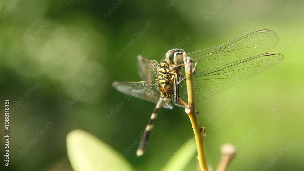Orthetrum Sabina or rhinoceros dragonfly, the slender skimmer or green marsh hawk, is a species of dragonfly in the family Libellulidae Orthetrum Sabina or rhinoceros dragonfly, the slender skimmer or green marsh hawk, is a species of dragonfly in the family Libellulidae
