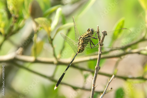 Orthetrum Sabina or rhinoceros dragonfly, the slender skimmer or green marsh hawk, is a species of dragonfly in the family Libellulidae photo