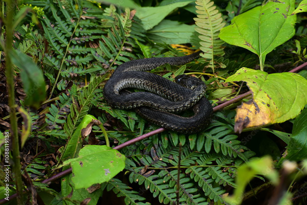 Obraz premium A small black snake resting on a green bush .