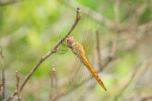 Pantala flavescens dragonfly or ciwet dragonfly, a species of yellow butterfly belonging to the Libellulidae family photo