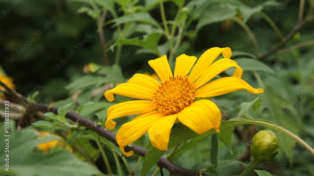 Vibrant Yellow Mexican Sunflower in Lush Green Foliage Vibrant Yellow Mexican Sunflower in Lush Green Foliage