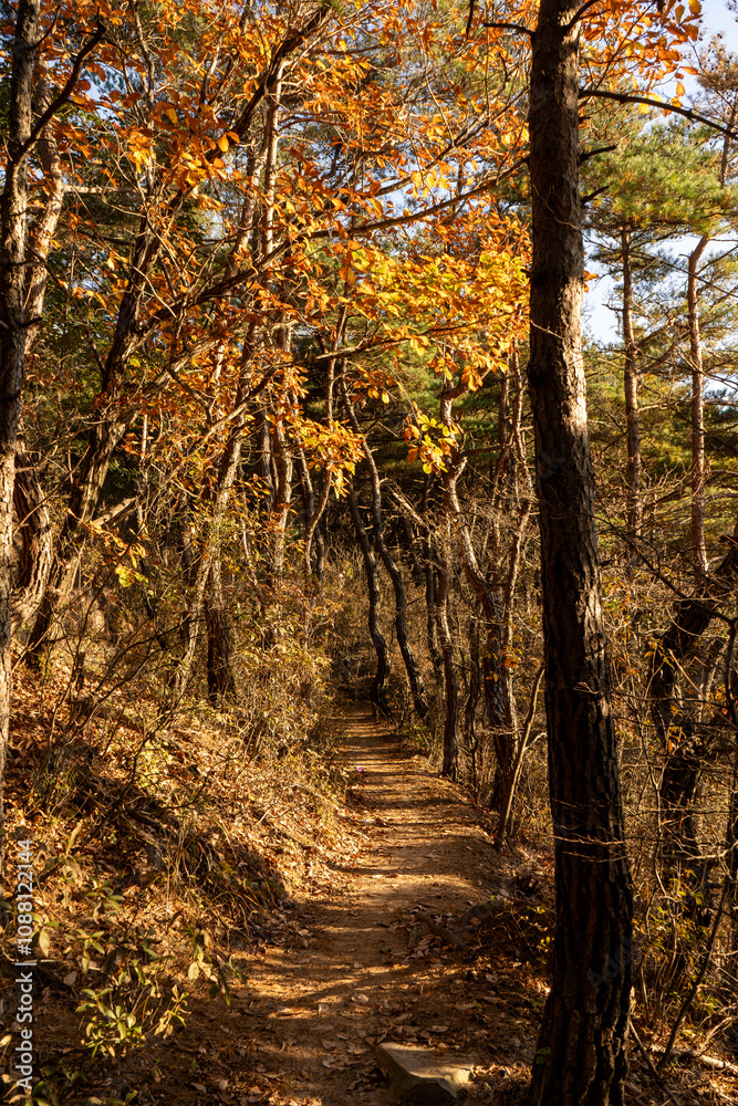 Fototapeta premium walk in the woods
