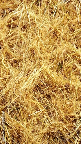 Dry yellow hay grass background, grass, dry, hay, yellow, background