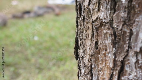 Close-up of Tree Bark Texture with Blurred Green Grass Background