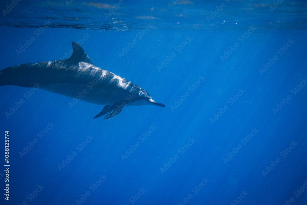Fototapeta premium Hawaiian spinner dolphin underwater