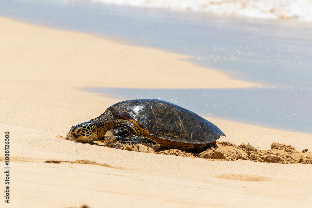 Fototapeta premium Hawaiian Turtle Resting on Sand