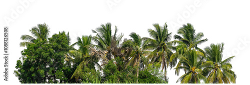 Coconut palm trees in summer on transparent background with clipping path and alpha channel, high resolution.