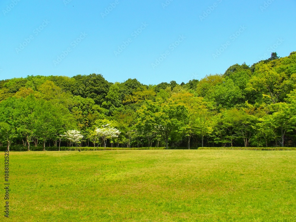 Naklejka premium 春のハナミズキ咲く21世紀の森と草原風景
