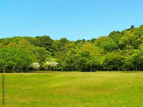 春のハナミズキ咲く21世紀の森と草原風景