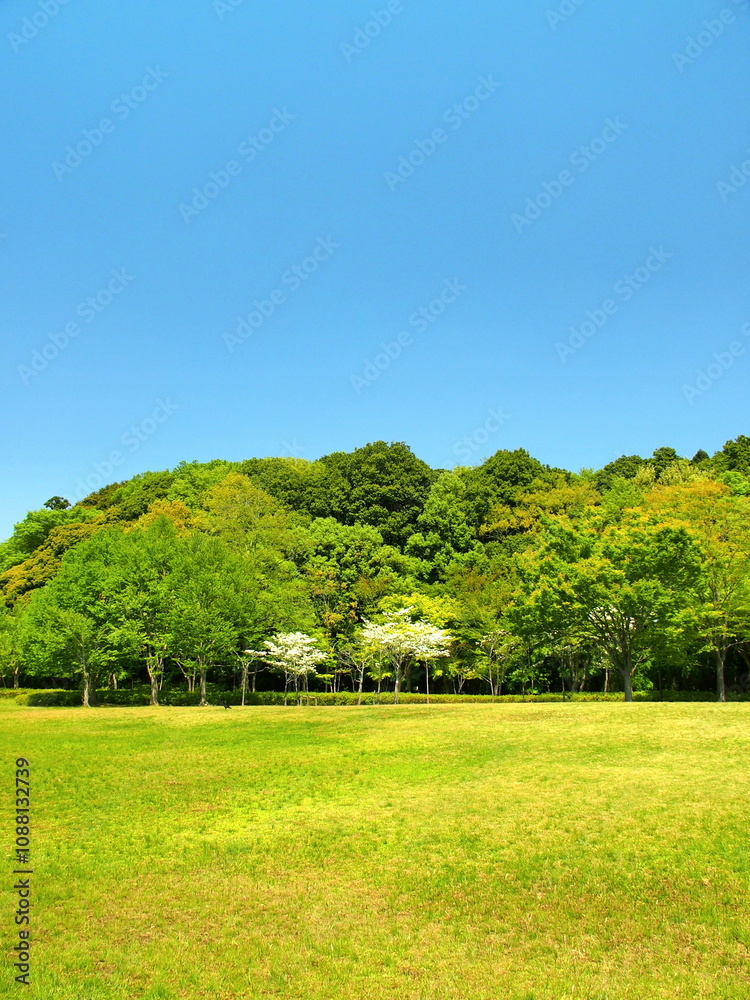 春のハナミズキ咲く21世紀の森と草原風景 春のハナミズキ咲く21世紀の森と草原風景