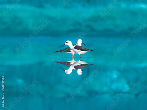 Amazing Portrait of a two Black-winged sails and the reflections looking amazing and their pose is too good. photo