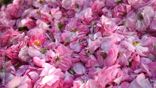 Wallpaper Mural Rose essential oil, extracted from rose petals, is used in perfumes, skincare products, and aromatherapy Torontodigital.ca
