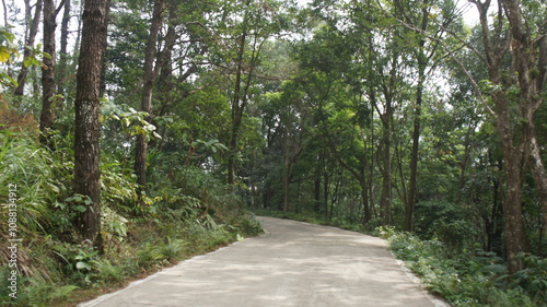 Winding Road Through Lush Green Forest Canopy