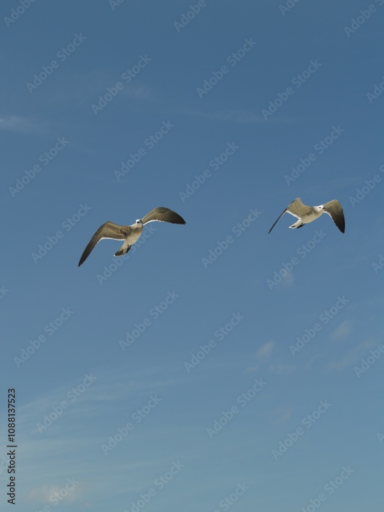 Obraz premium Gaviotas