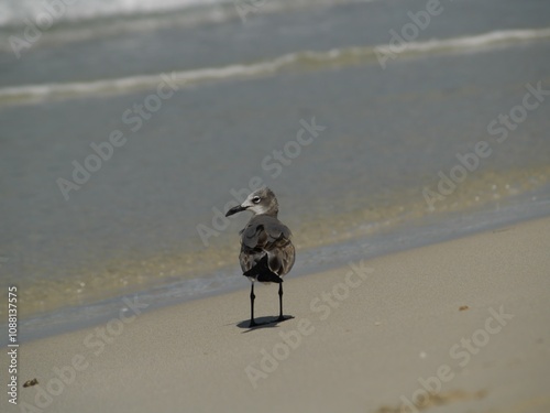 Gaviotas photo