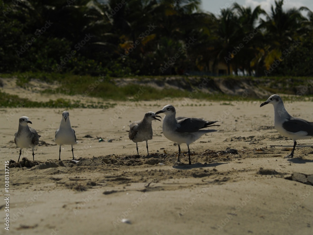 Obraz premium Gaviotas