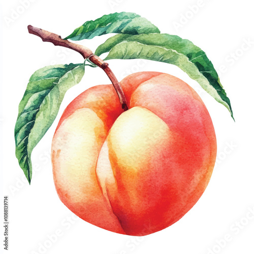 Peach fruit watercolor clipart illustration