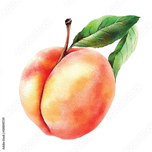 Peach fruit watercolor clipart illustration