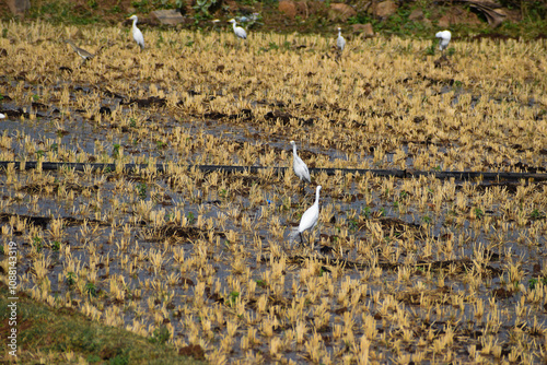 flock of seagulls