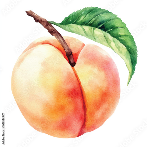 Peach fruit watercolor clipart illustration