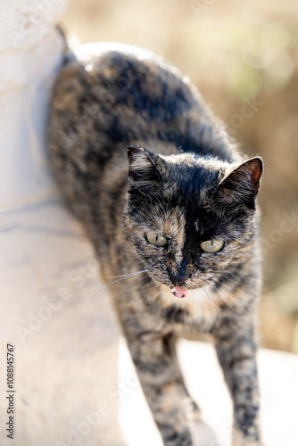 Katze