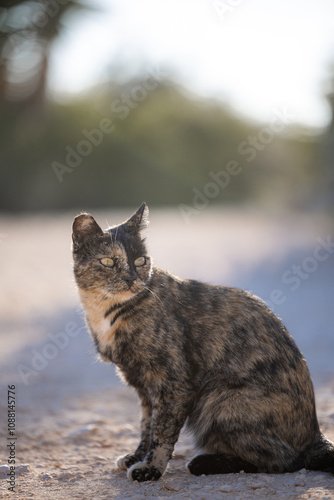 Katze