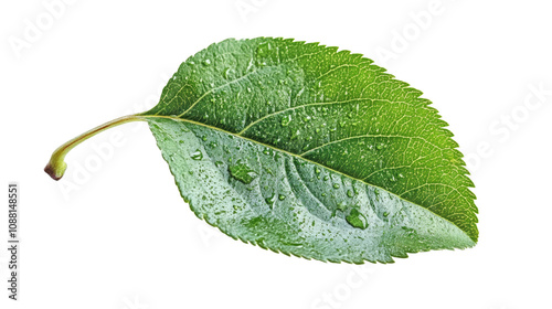 Apple leaf, isolated on white background, clipping path, full depth of field.