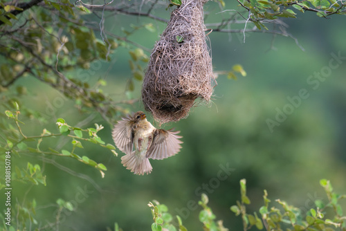 The beautiful, vibrant pair of Baya weavers very active near a woven nest. Th nest, hanging from a tree branch, made with dry grasses and twigs. One of the bird is perched on the edge and other out