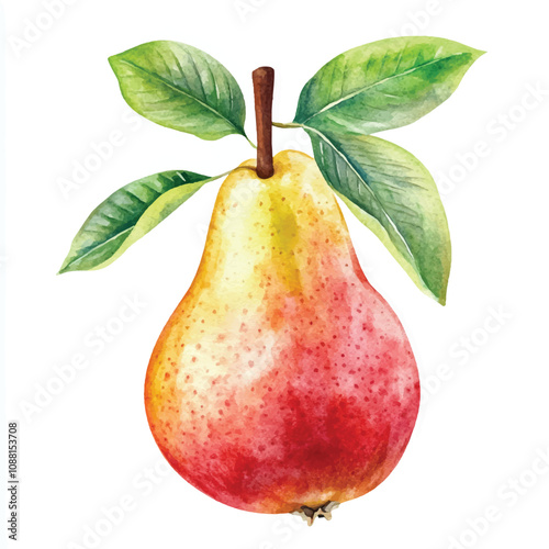 Pear fruit watercolor clipart illustration