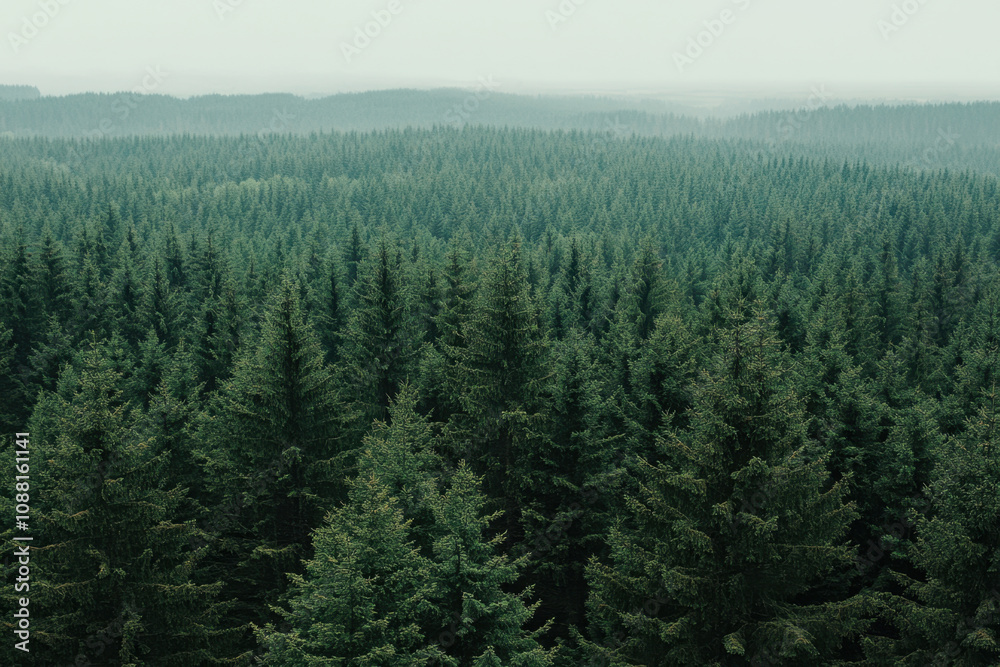Lush dense Latvian fir tree woods create serene and tranquil atmosphere, showcasing nature beauty and vastness of forest landscape Lush dense Latvian fir tree woods create serene and tranquil atmosphere, showcasing nature beauty and vastness of forest landscape