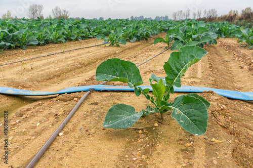 Sustainability in the Field: Solitary Romanesco Plant with Drip Irrigation System. photo