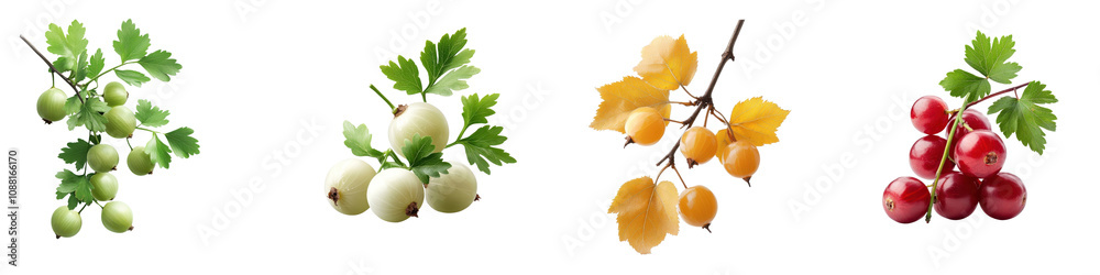 Fototapeta premium Gooseberries isolated on white background. Mix Collection Png.