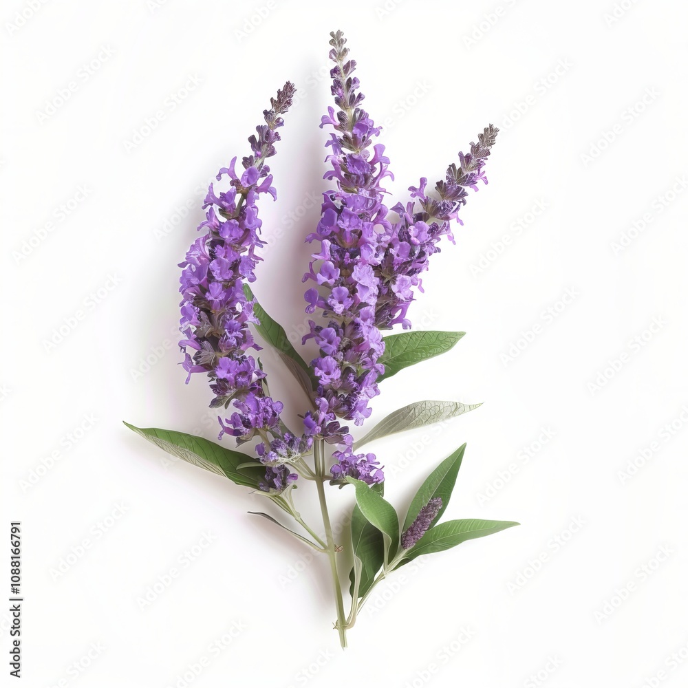 Naklejka premium Purple Butterfly Bush Isolated on White Background. Beautiful Butterfly Bush Flower