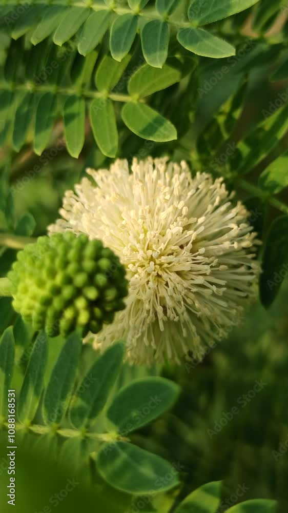  Leucaena leucocephala flower