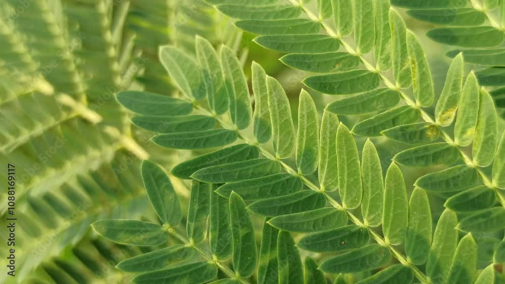  Leucaena leucocephala leaves