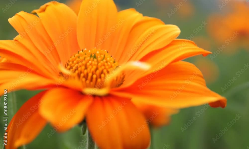 Blooming orange marigolds with rich hues, close up Blooming orange marigolds with rich hues, close up