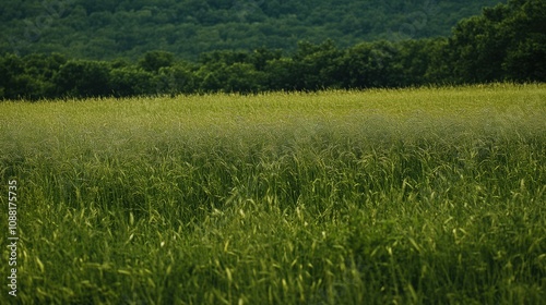 A vibrant green meadow showcases tall grasses and healthy soybeans, highlighting nature's bounty in a tranquil rural landscape. Generative AI photo