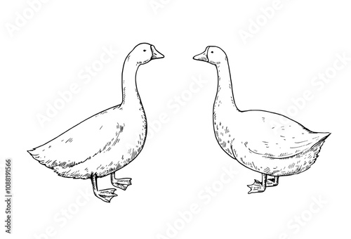 Cute goose, black and white lineart. Hand-drawn illustration for design and coloring books.