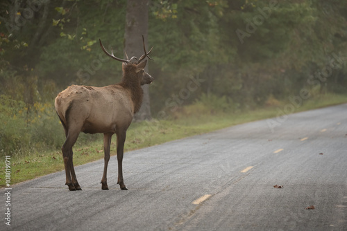 Wallpaper Mural Young Bull Elk Stands On Roadway In Early Morning Fog Torontodigital.ca