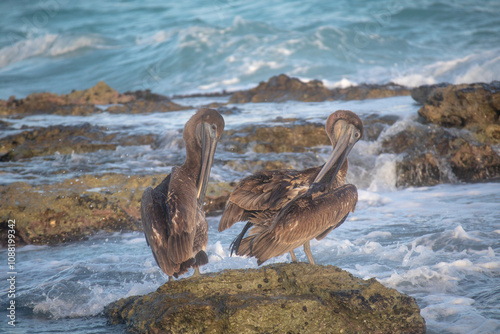 pelican on the beach