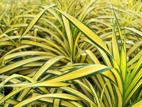 Foto Pandanus baptistii misonne or Variegated dwarf pandanus in the garden