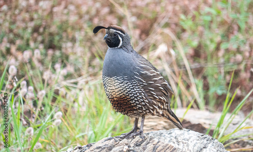 Quail bird close up feathers in nature background New Zealand