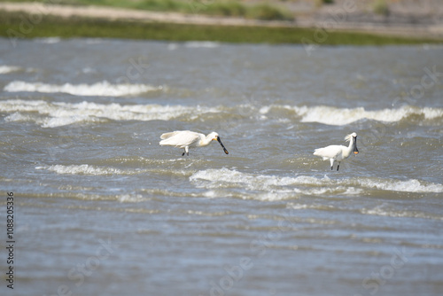 East Bank, Netherlands. June 01 2023. Spoonbills looking for food. photo