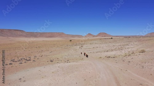 Following a small herd of cows running in Namib desert photo