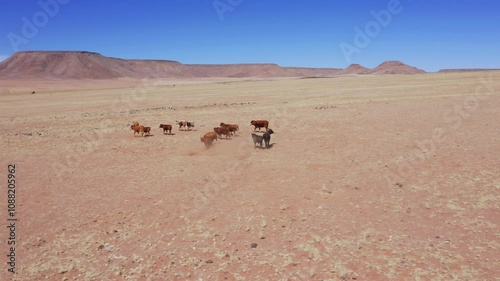 Aerial: Following from the side a herd of brown cows running in the Namib desert photo