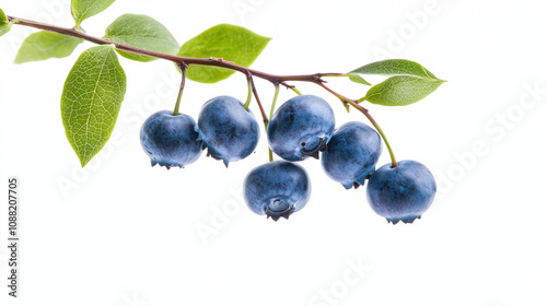 Blueberry Branch with Fresh Berries