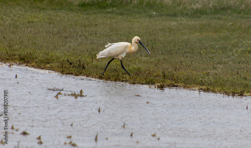 Eurasian spoonbill (Platalea leucorodia) feeding in water photo