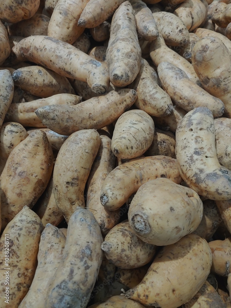 Group of Tubers Called Sweet Potato or Yam or Ubi or Ubi Cilembu Group of Tubers Called Sweet Potato or Yam or Ubi or Ubi Cilembu
