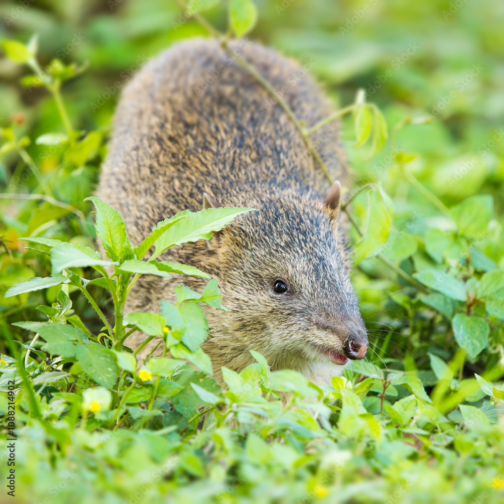The northern brown bandicoot, a marsupial species, is a bandicoot found only on the northern and eastern coasts of Australia and nearby islands, mainly Papua New Guinea. The northern brown bandicoot, a marsupial species, is a bandicoot found only on the northern and eastern coasts of Australia and nearby islands, mainly Papua New Guinea.